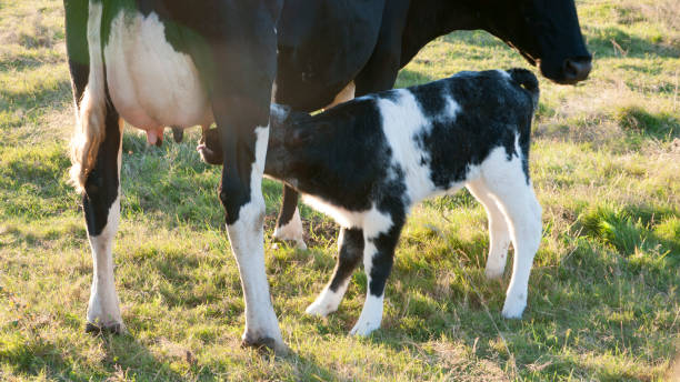 istock Little cow sucking 1271581286
