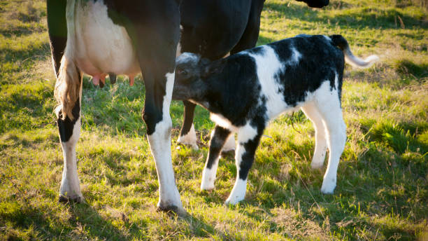 istock Little cow sucking 1271581307