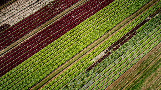 istock Vegetable plantation - aerial view 1271582359