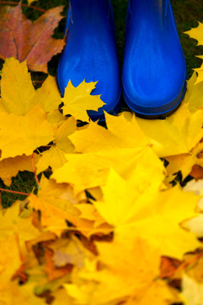 Colorful autumn foliage and blue rain boots