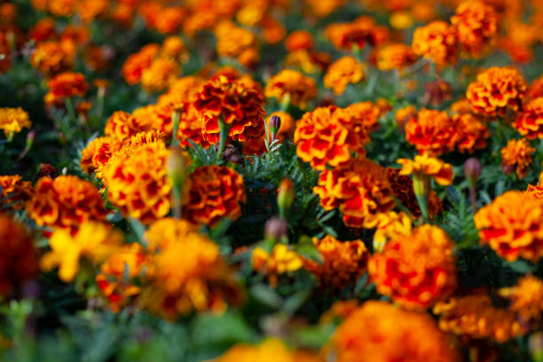 istock Beautiful flower in the garden. 1271582502