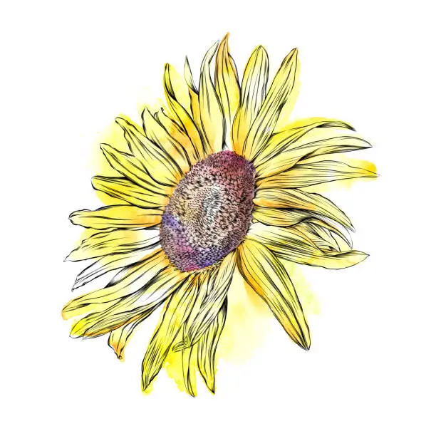 Vector illustration of Sunflower Ink and Watercolor Drawing. Vector EPS10 illustration