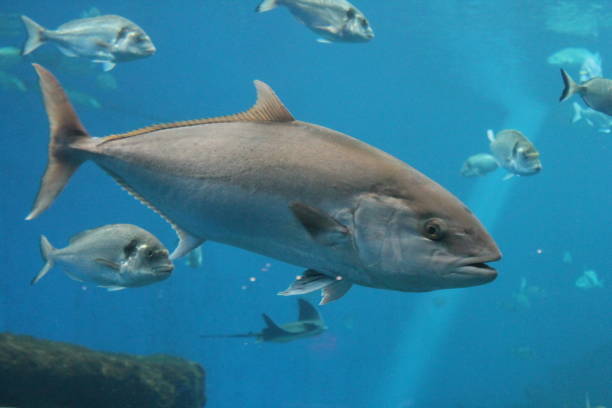 тунец, плавающий в океане под водой известный как голубой тунец, атлантический голубой тунец (thunnus thynnus) , северный голубой тунец, гигантский  - living organism process horizontal close up underwater стоковые фото и изображения