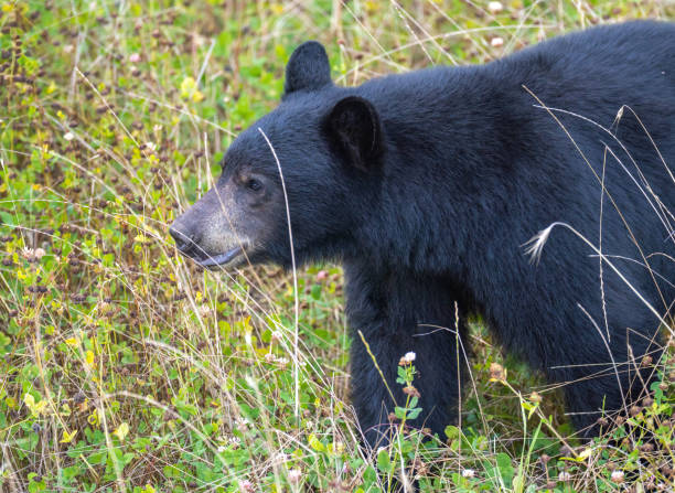 istock Black bear in North America 1271585581