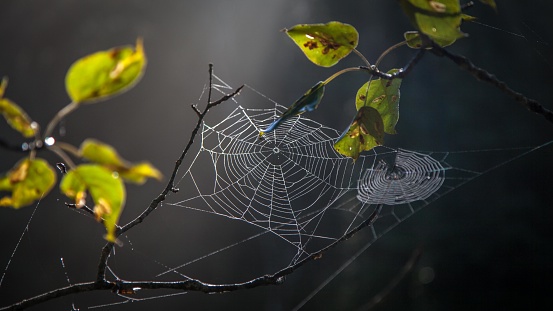 Spider web on the branches of a bush.