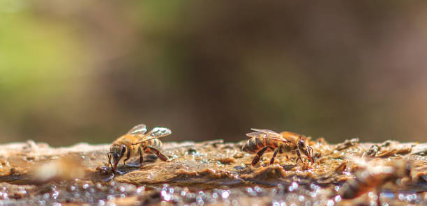 flying honey bee stock photo