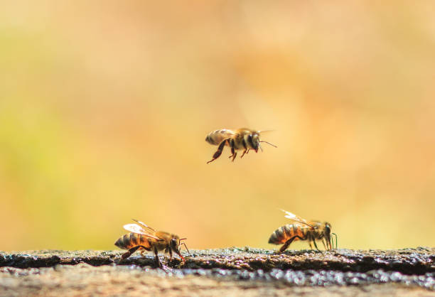 3 honey bees take a break stock photo