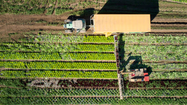 istock Vegetable plantation, harvesting salad - aerial view 1271586938