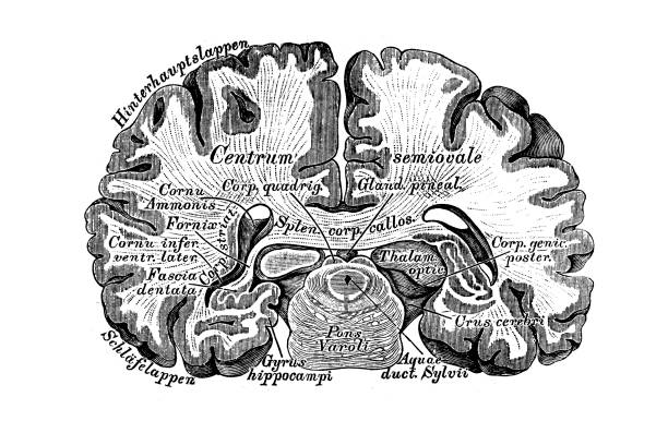 뇌 섹션 - medulla oblongata stock illustrations