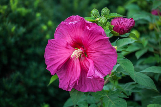 istock Hibiscus rose mallow , (hibiscus ), 