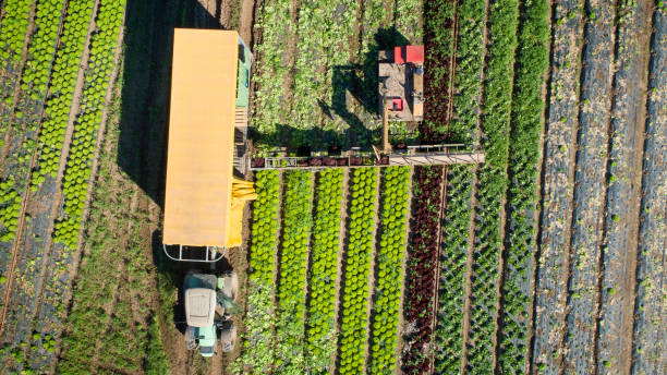 istock Vegetable plantation, harvesting salad - aerial view 1271586966
