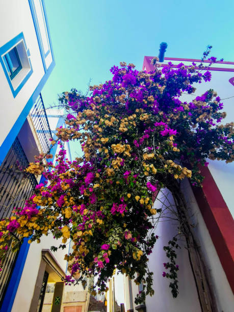 istock Flowers from a house 1271587157