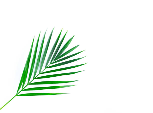 istock Green palm leaf isolated on white. 1271589754