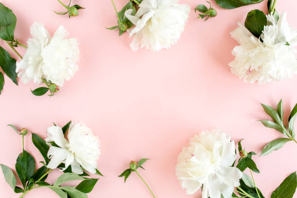 istock Frame of white peony flowers with space for text on pink background. Peony texture. Flat lay, top view 1271589772