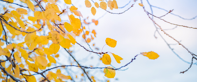 Beautiful panoramic autumn scenery with colorful leaves and bokeh background