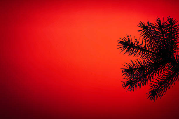 Christmas holiday themed background with pine tree branches on red background