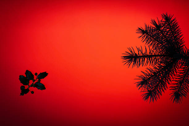 Holly tree (Ilex aquifolium) leaves and fruit in lower left corner with fir tree branch needles on the right as a Christmas themed red background.