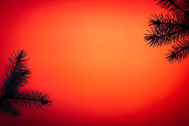 istock Silhouette of pine tree branches on orange and red background with space for copy text as a Christmas themed background 1271590901