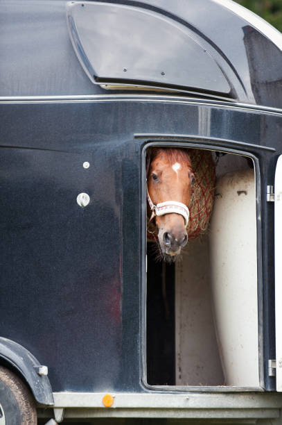 istock One horse standing in trailer waiting for competition 1271592199