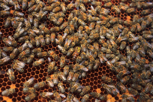 bee colony making honey stock photo