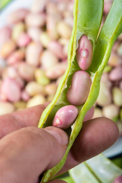 istock Getting beans from their pods and preparing them for cooking 1271592446