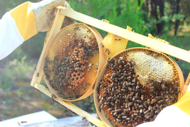 karakovan honey stock photo