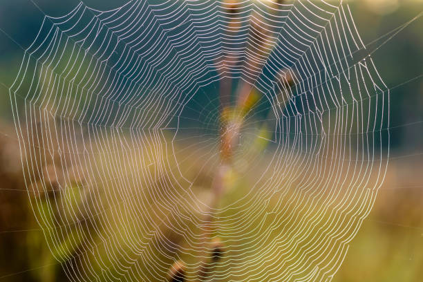 istock Huge spider web with concentric circles on the background of an autumn field 1271592716