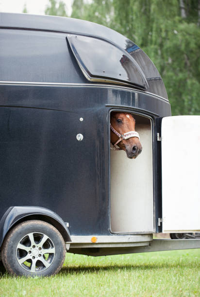 istock One horse standing in trailer waiting for competition 1271592720