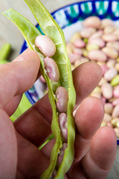 istock Getting beans from their pods and preparing them for cooking 1271593254