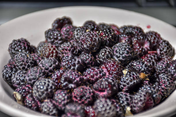 istock black raspberries close-up, black raspberries in plate 1271593312