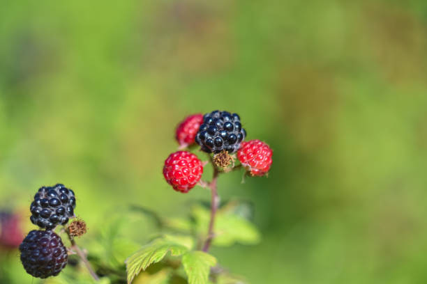 istock black raspberries on branch close-up 1271593331