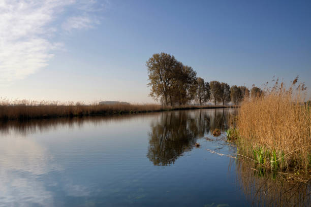 Trees reflecting in the Bakkerskil creek in the Dutch national park De Biesbosch near Nieuwendijk