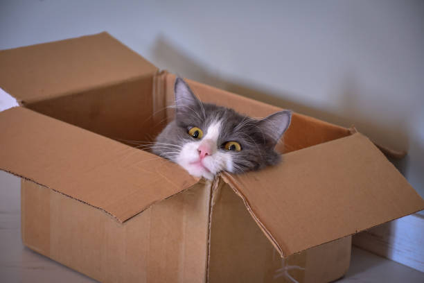 istock cat sitting in a box, cat portrait 1271593366