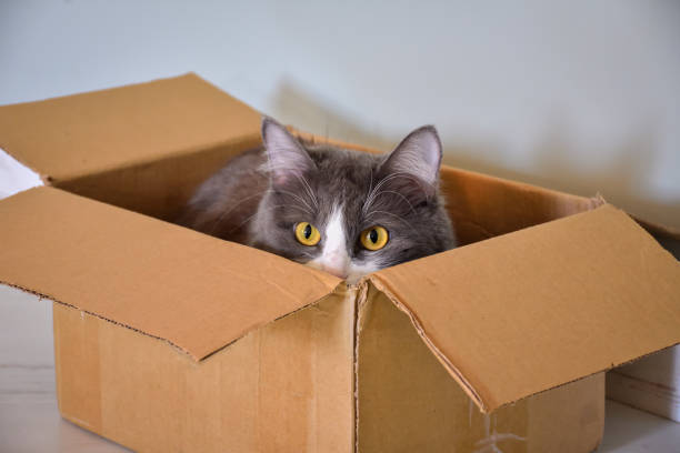 istock cat sitting in a box, cat portrait 1271593367