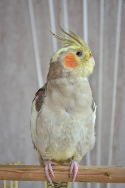 istock gray parrot cockatiel sits on perch, gray parrot 1271593404