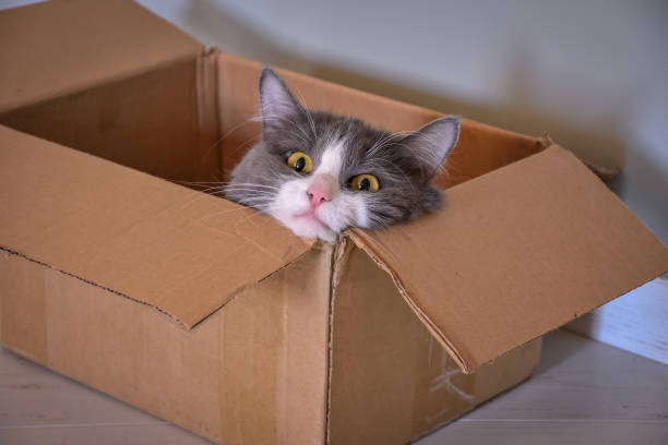 istock cat sitting in a box, cat portrait 1271593454