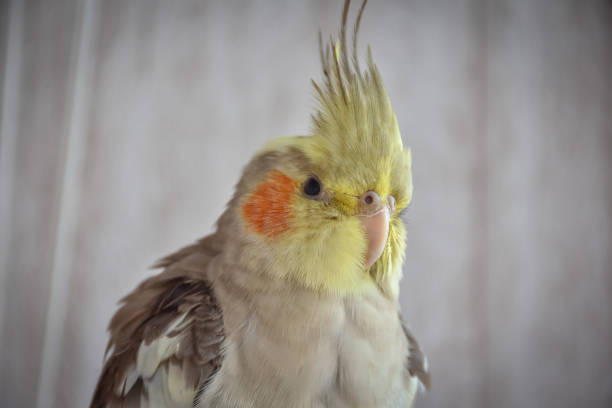 istock parrot gray cockatiel in cage, parrot behind bars 1271593480