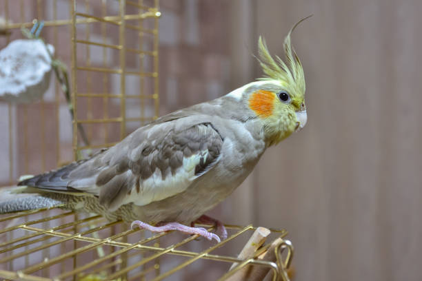 istock parrot cockatiel close-up sitting on the cage 1271593486