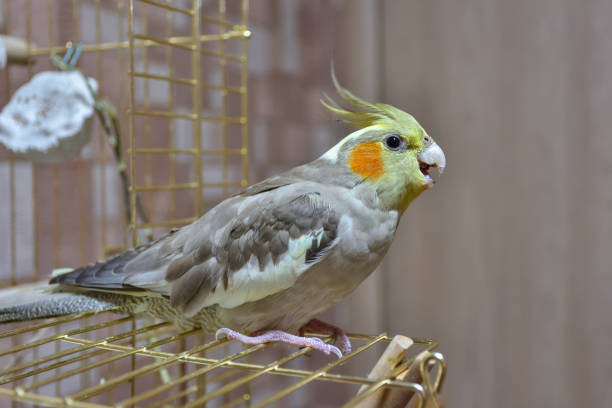 istock parrot cockatiel close-up sitting on the cage 1271593498
