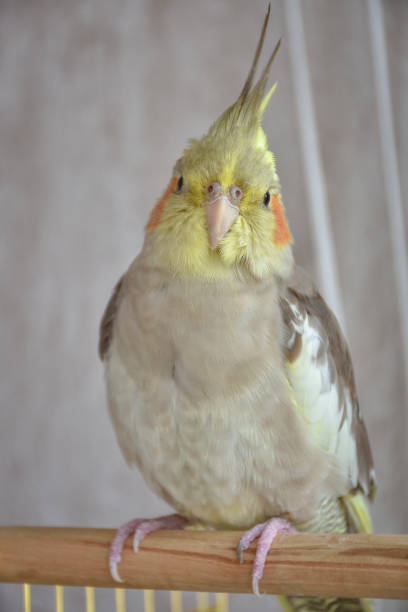 istock gray parrot cockatiel sits on perch, gray parrot 1271593525