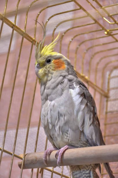parrot gray cockatiel in cage, parrot behind bars