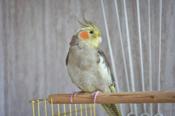 istock gray parrot cockatiel sits on perch, gray parrot 1271593533