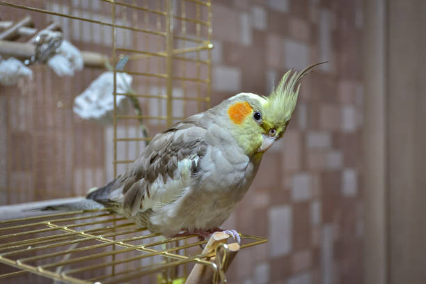 istock parrot cockatiel close-up sitting on the cage 1271593546