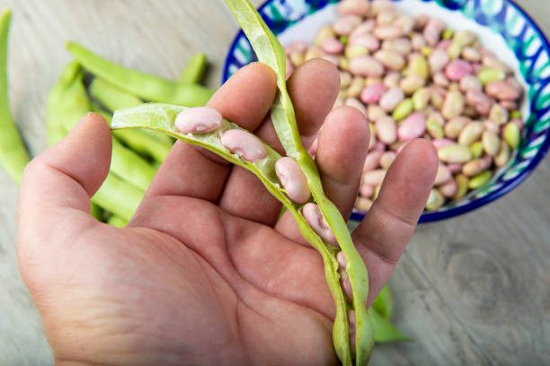 istock Getting beans from their pods and preparing them for cooking 1271594014