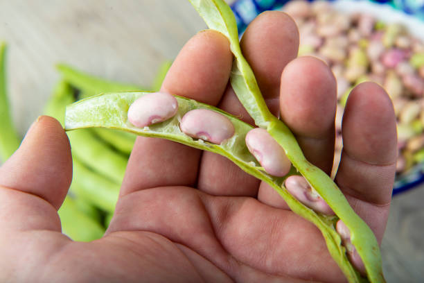 istock Getting beans from their pods and preparing them for cooking 1271594651