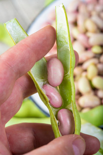 istock Getting beans from their pods and preparing them for cooking 1271594714