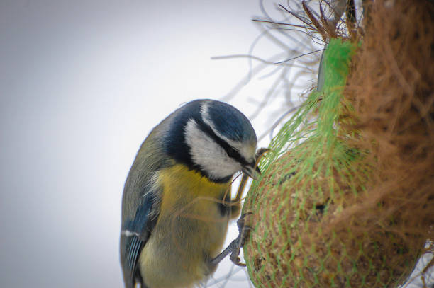 istock Blue Tit Foraging on Fat Ball 1271594758