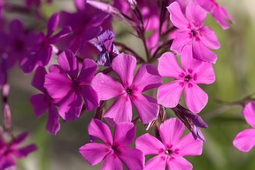 Flowers of a cultivated prairie phlox plant, Phlox pilosa
