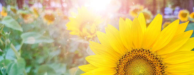 Sunflower blooming in garden with copy space