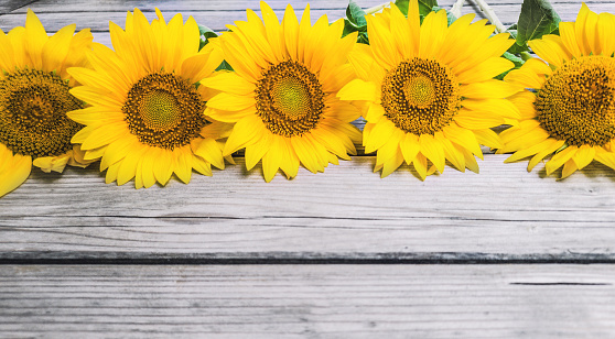 Yellow red sunflowers isolated on background